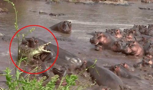 YouTube: cocodrilo se enfrenta a 30 hipopótamos y tiene un final inesperado [VIDEO]