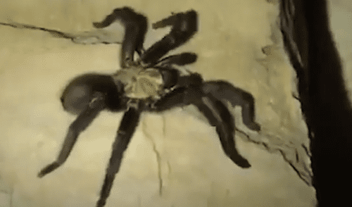 Facebook viral: Chico madruga para ir al baño y se topa con peligrosa criatura que lo quería atacar [VIDEO] 