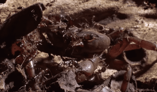 YouTube viral: hormigas carnívoras 'asesinaron' a cangrejo que salió del mar [VIDEO]