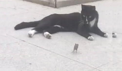 Gato y ratón protagonizan intensa persecución, pero todo acaba con un tierno ‘abrazo’ [VIDEO]