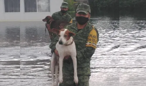 Militares rescatan a familia de perros que quedó atrapada en inundación [FOTOS]