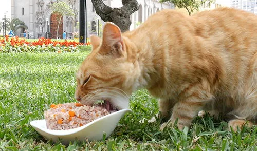 Celebra con tu minino el Día Internacional del Gato con esta receta Celebra con tu minino el Día Internacional del Gato con esta receta