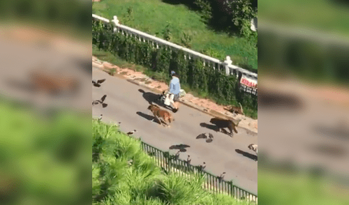 Facebook viral: La historia detrás del singular video de una mujer caminando junto a perros, gatos y aves [VIDEO]