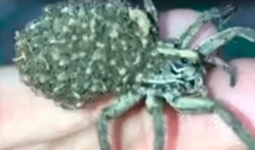 Facebook viral: graban a enorme tarántula llevando a sus cientos de crías a su nido [VIDEO]