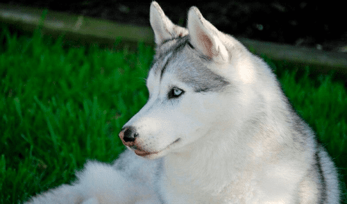 Perro conmueve a las redes sociales al cuidar a pacientes en veterinaria [FOTOS] 