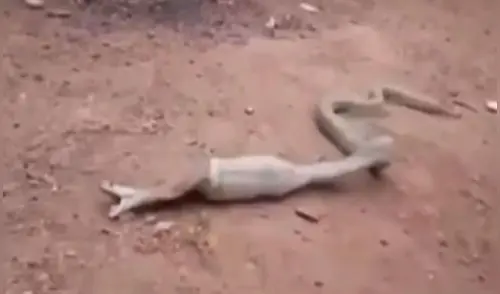 YouTube: el impresionante momento en que una cobra regurgita una botella de plástico