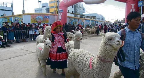 Puno: Desfile de alpacas de Juliaca batió el récord Guinness [FOTOS y VIDEO]