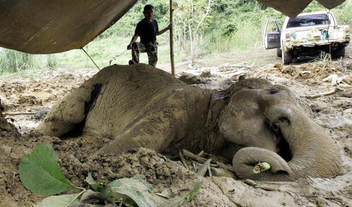 Asesinan a un centenar de elefantes para vender su marfil en China y Camboya