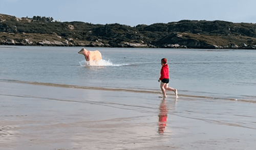Desliza para ver a la vaca huyendo cuando se percata de la presencia de dos niños. Foto: ViralHog / YouTube Bañistas quedan sorprendidos al ver a una enorme vaca saliendo del mar