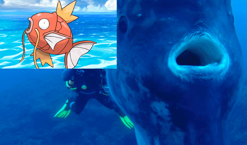 Instagram: Filman a gigante pez que se parece "Magikarp" de Pokémon [VIDEO]