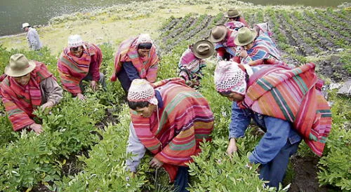Perú debe mejorar la producción de papa 