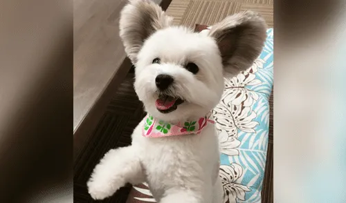 Conoce a Goma, la perrita con unas peculiares orejas parecidas a las de Mickey Mouse