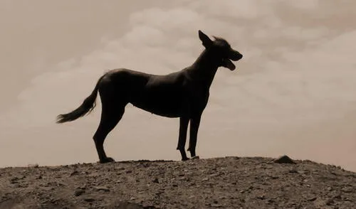 Ñusta, la perrita guardiana de Chan Chan, desapareció