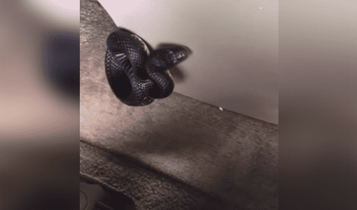 Extraña criatura dentro de auto