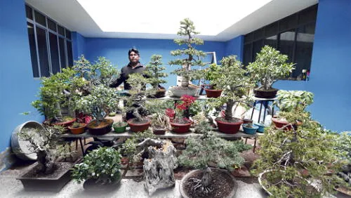 La paz en forma de un árbol enano La paz en forma de un árbol enano