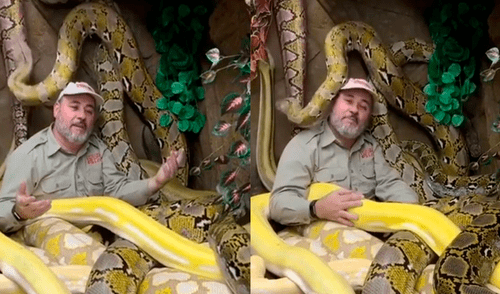 Facebook: hombre arriesga su vida al grabarse rodeado de temibles serpientes [VIDEO]