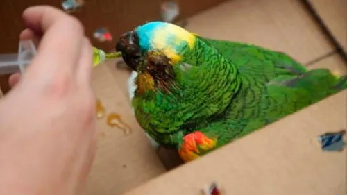 Incendios en Bolivia afectaron a 1.200 animales, entre ellos el loro José. Foto: Gobernación. Bolivia.