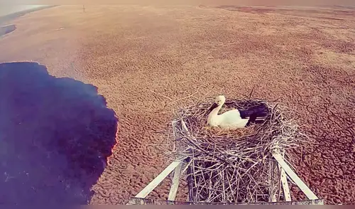 Youtube viral: Cigüeña se rehúsa a abandonar nido de sus crías pese a abrazador incendio [VIDEO]