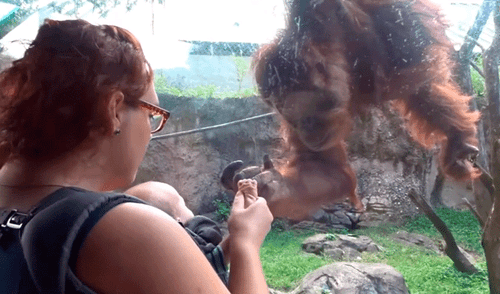 Facebook viral: orangután conoce a bebé por primera vez y conmueve a miles con su reacción [VIDEO]