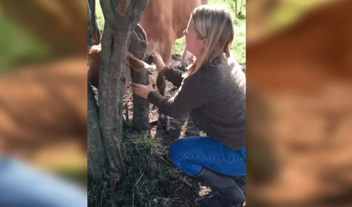 Facebook viral: mujer hace lo imposible por salvar a una vaca atorada en un árbol [VIDEO]