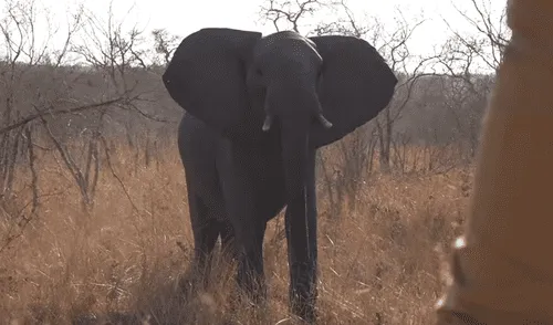 YouTube viral: turistas quedan ‘cara a cara’ de elefante salvaje y hacen lo impensado para salvar sus vidas