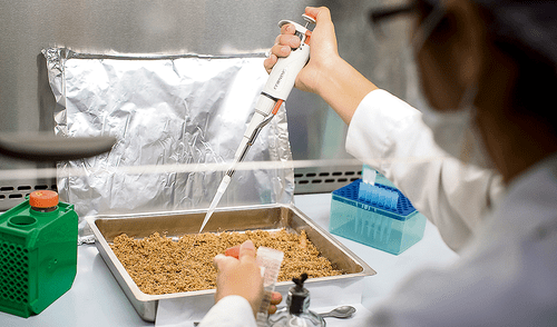 Bolsas del futuro: desechos convertidos en bioplástico Bolsas del futuro: desechos convertidos en bioplástico