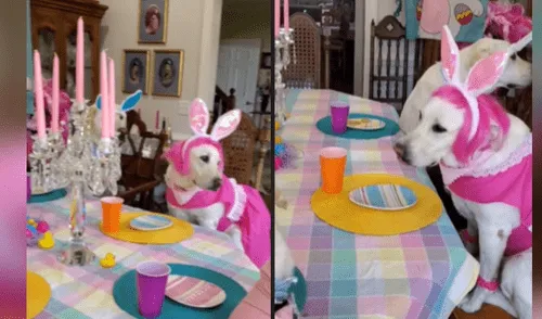 Mujer celebra el cumpleaños de uno de sus perros con increíble fiesta en casa [VIDEO]