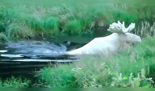 YouTube: difunden video de un raro y espectacular alce blanco en Suecia