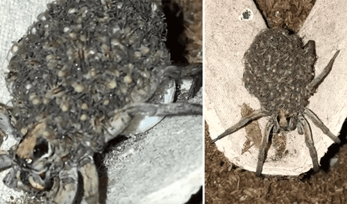 YouTube viral: Una araña que trasladaba a sus crías en espalda es captada por cámara y aterra al mundo [VIDEO] 