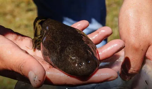 Junín: jóvenes se unen para promover la conservación de anfibios altoandinos del lago Chinchaycocha Junín: jóvenes se unen para promover la conservación de anfibios altoandinos del lago Chinchaycocha