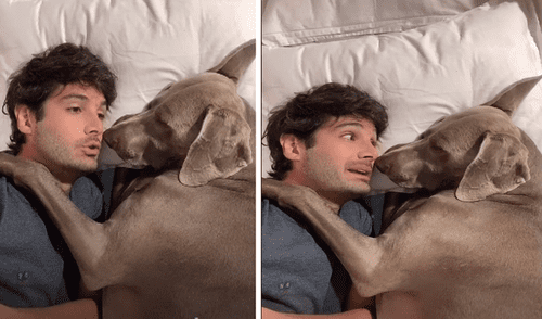 YouTube viral: perro abraza a su dueño para que él deje de regañarlo por sus travesuras en la calle