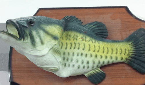 YouTube: ¿Pez puede a hablar y bailar? Conoce la verdad sobre esta criatura