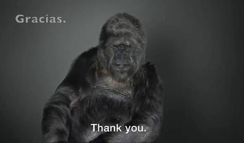 Desliza para ver las mejores imágenes de Koko. Foto: Captura/YouTube/Experto Animal
