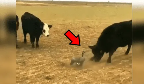 YouTube viral: pájaro se enfrenta a enorme toro por el territorio y el desenlace es increíble [VIDEO] 