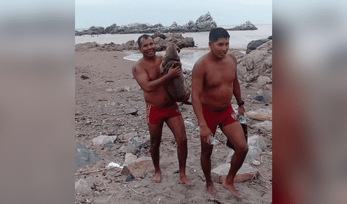 Vía Youtube: policía salvó a perrita tras ser arrastrada por huaico [VIDEO]