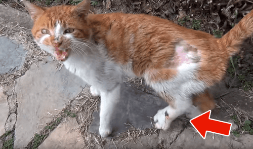 YouTube viral: gato herido ruega a hombre que lo ayude a salvar su vida [VIDEO]