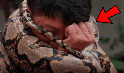 YouTube viral: Bombero es atacado por enorme pitón mientras hacía su show en vivo [VIDEO] 