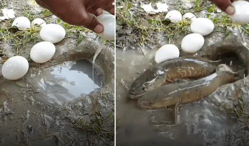 Facebook viral: Joven arroja huevos en extraño hoyo y en segundos emergen enormes peces gatos