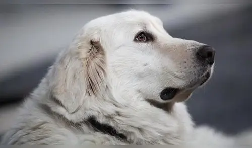 Familia rescató a perrito callejero y años después él murió salvándolos de un tiroteo Familia rescató a perrito callejero y años después él murió salvándolos de un tiroteo