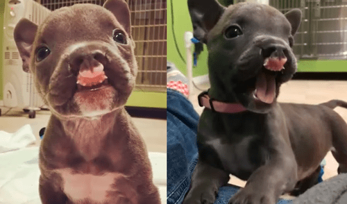 YouTube viral: cachorro con paladar hendido fue abandonado y hoy tiene una nueva familia [VIDEO]
