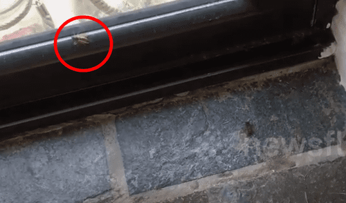 Un joven grabó el momento en que una avista defendió a su compañera del brutal ataque de una araña. YouTube viral araña y avispa