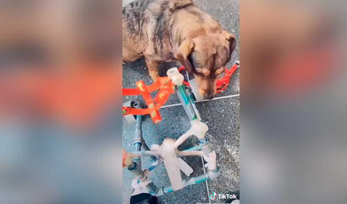 Desliza las imágenes para ver la emotiva escena que protagonizó este perrito con discapacidad al ver su nueva silla de ruedas. Foto: captura de TikTok/jonathannakamatsu