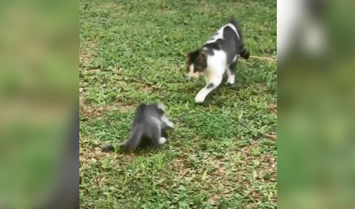 Gato sorprende a su mamá asustándola por la espalda y esta le da ’una gran lección’