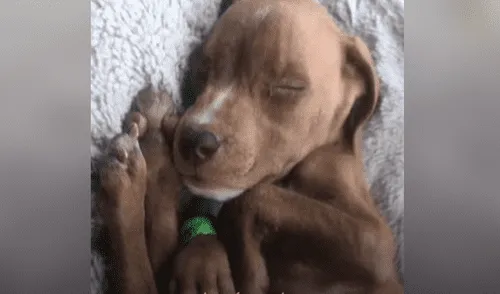 Desliza hacia la izquierda para ver las imágenes del video viral. Foto: Captura de YouTube. YouTube viral: conoce la historia de Stuart, el perro que sufrió de desnutrición y ahora luce distinto