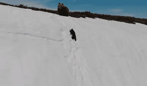 Facebook: Captan el preciso momento en que un oso cachorro cae desde una montaña [VIDEO]