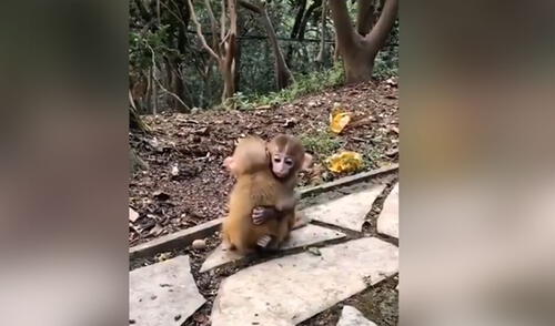 Cuidador capta a monos bebés mientras se dan un tierno abrazo