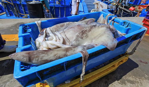 Cuota para el recurso de pota o calamar gigante será de 450 mil toneladas