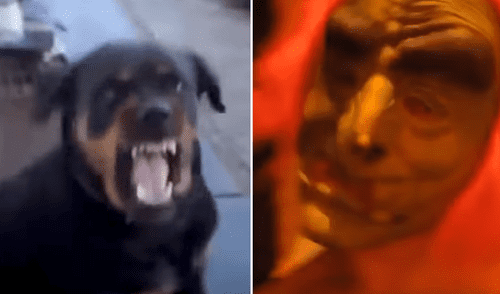 Facebook viral: rottweiler tiene violenta reacción al ver a su dueño con una máscara de Halloween [VIDEO]