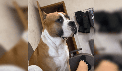 Perro quiso que el gato se vaya del sofá, pero este le demuestra ‘quién manda’ [VIDEO]