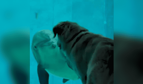 Perro acude al acuario por primera vez y se hace ‘amigo’ de un delfín que fue rescatado [VIDEO]